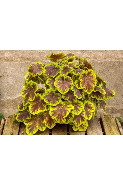 Гейхера бордово-зелене листя Solar Eclipse